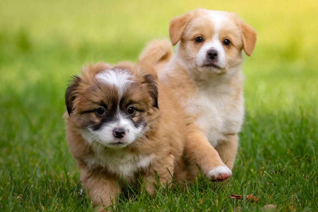 Best Puppy Treats Guide For Training, Teething & Healthy Development