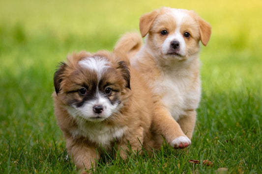 Best Puppy Treats Guide For Training, Teething & Healthy Development