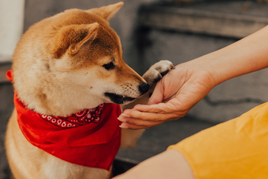 Best All Natural Dog Treats in Australia: A Buyer’s Guide