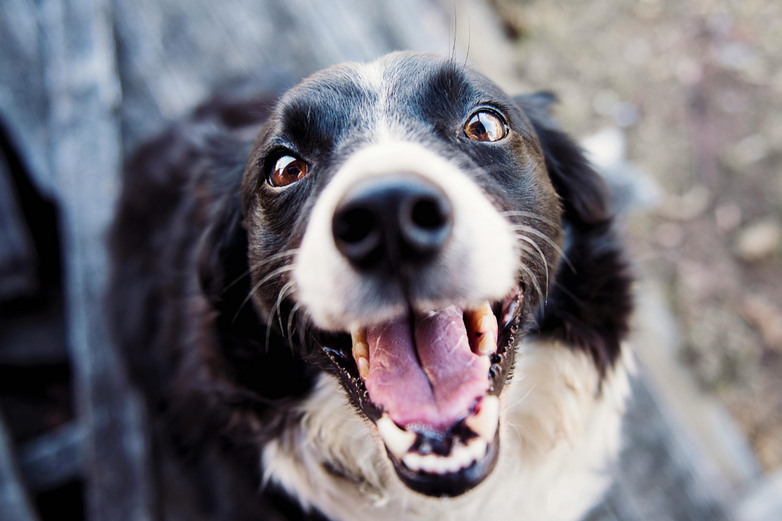 Chew On This: Natural Treats For Doggy Dental Health