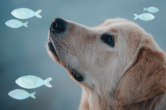 Does Your Dog Get Enough Omega? 🐟