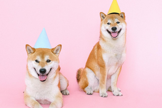 The Ultimate Doggy Birthday Party Planning Guide