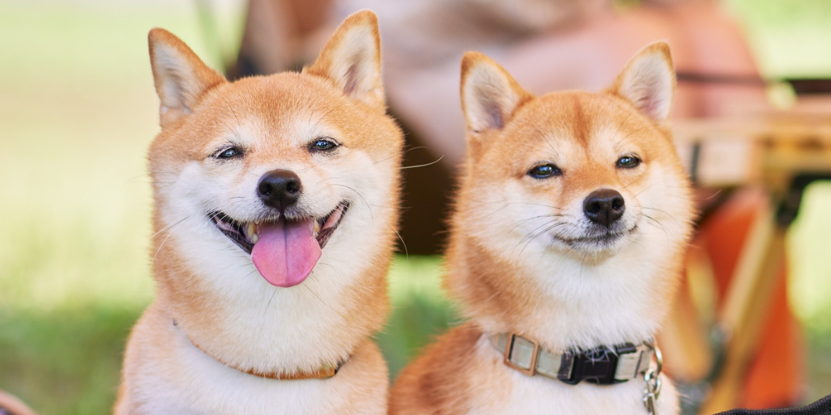 Barknlicious Dog Treats Refer a Friend Reward